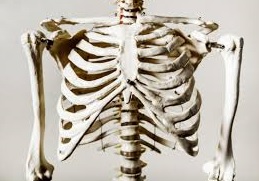 ribs 